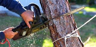 Best Pest Control for Lawns  in Flanders, NJ