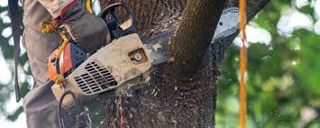 Best Tree Trimming and Pruning  in Flanders, NJ