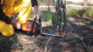 Professional Tree Removal in Flanders, NJ
