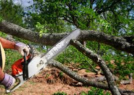  Flanders, NJ Tree Removal Pros