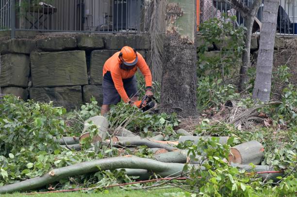 How Our Tree Care Process Works  in  Flanders, NJ