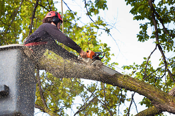 Best Tree and Shrub Care  in Flanders, NJ