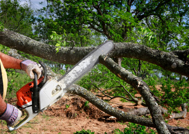 Best Commercial Tree Services  in Flanders, NJ